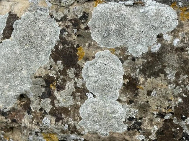 Lichen South Malling.jpg