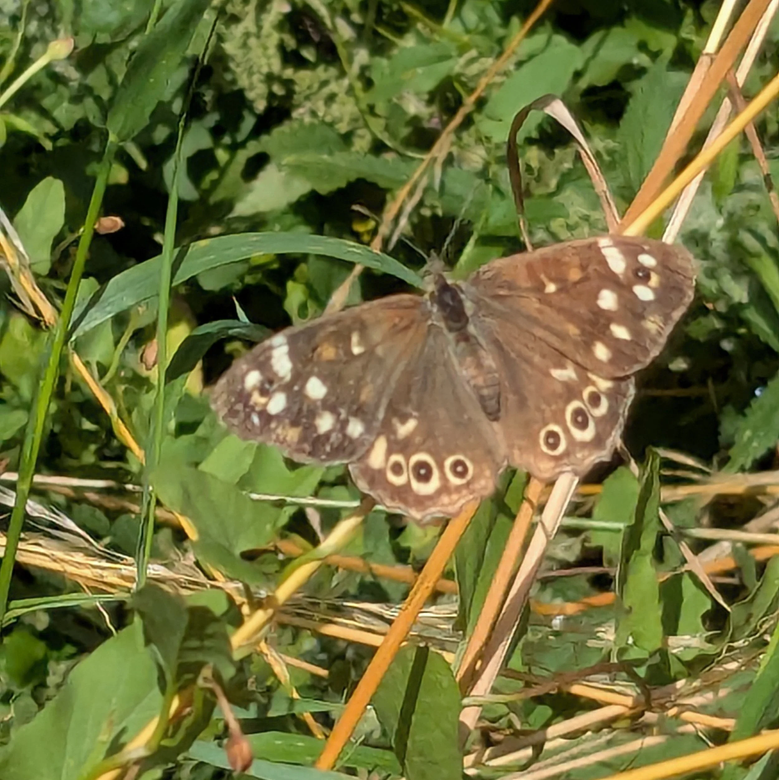 Speckled wood butterfly.jpg