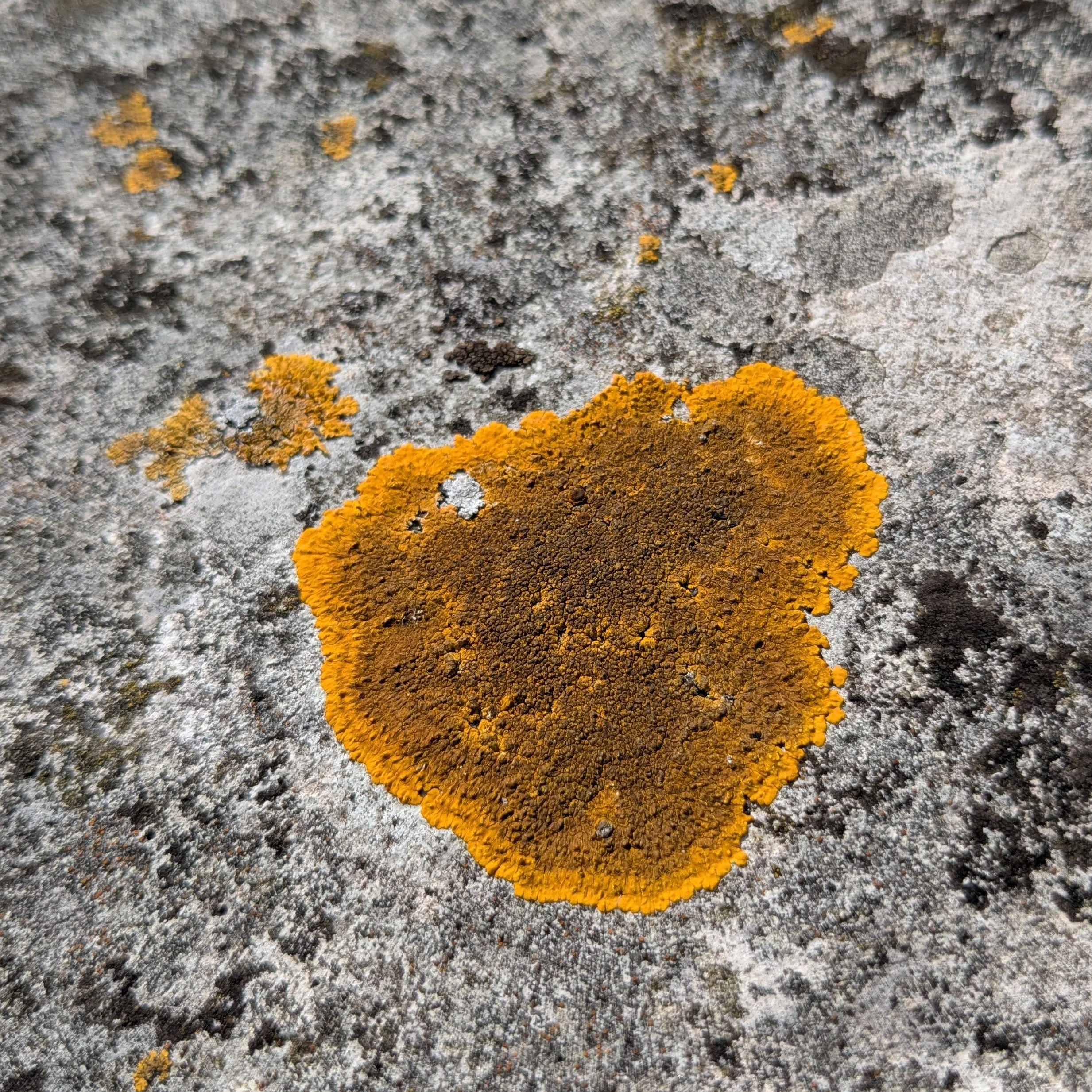 Lichen.jpg