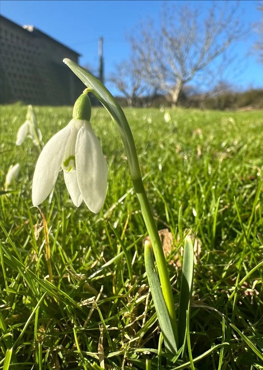 Snowdrop Spring2025 HS.jpeg