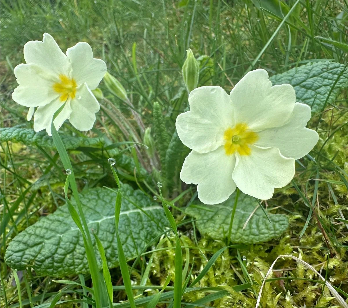 Primrose spring25 HS.jpeg