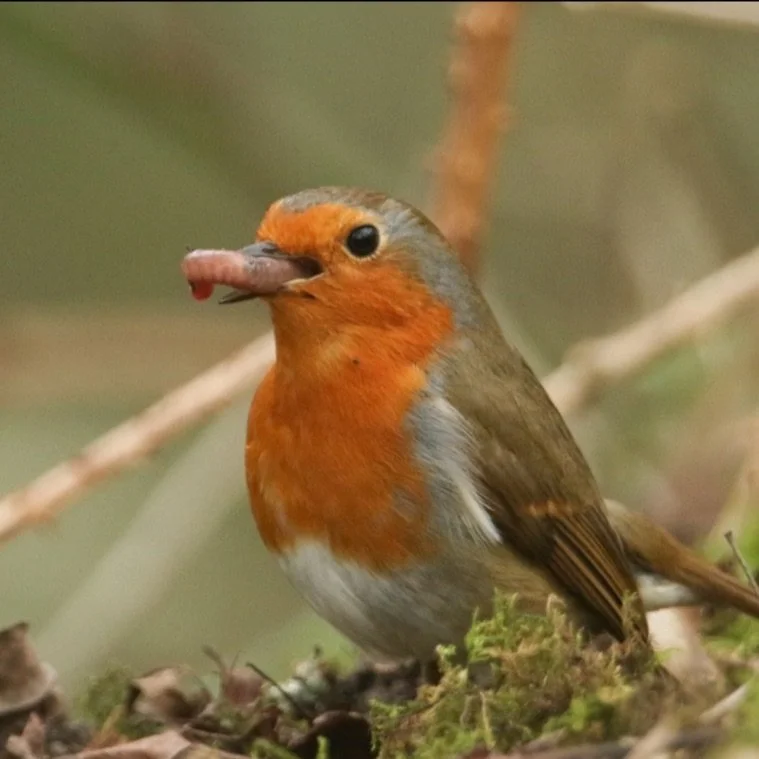 robin Spring 2025.jpeg