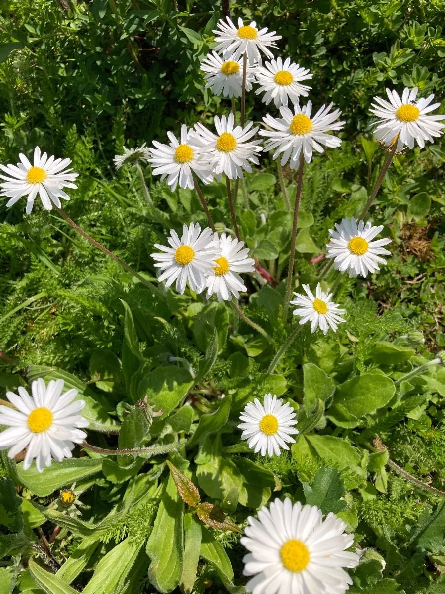 Daisies Spring 2025 HS.jpeg