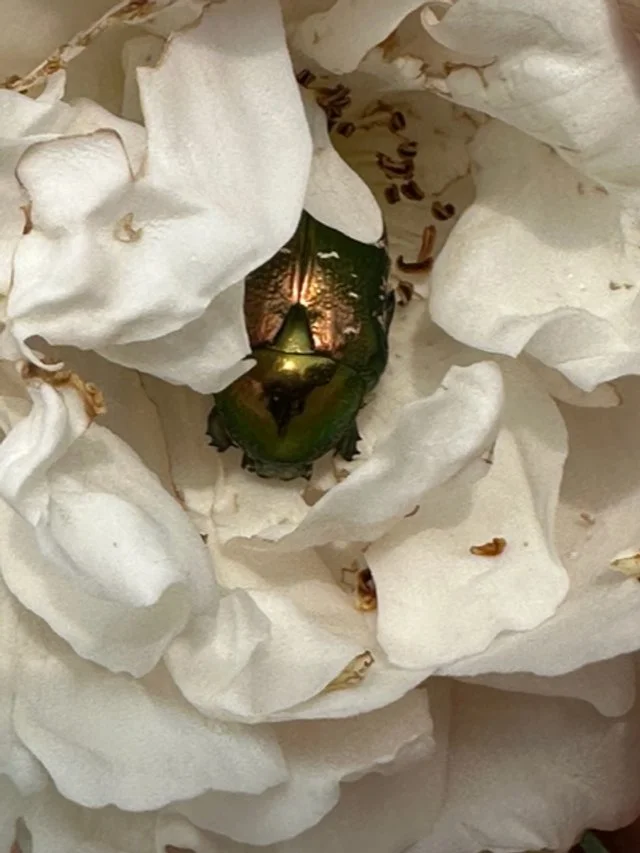 Rose chafer beetle.jpeg