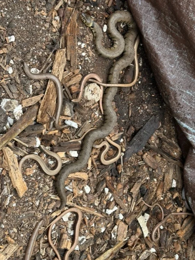 grass snake slow worms.jpeg