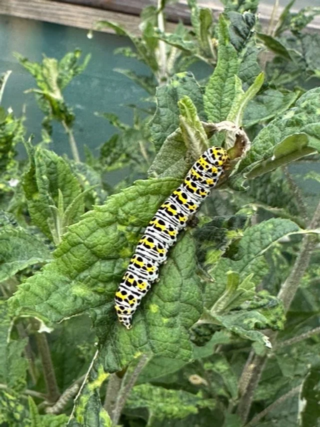 Mullein moth caterpillar.jpeg