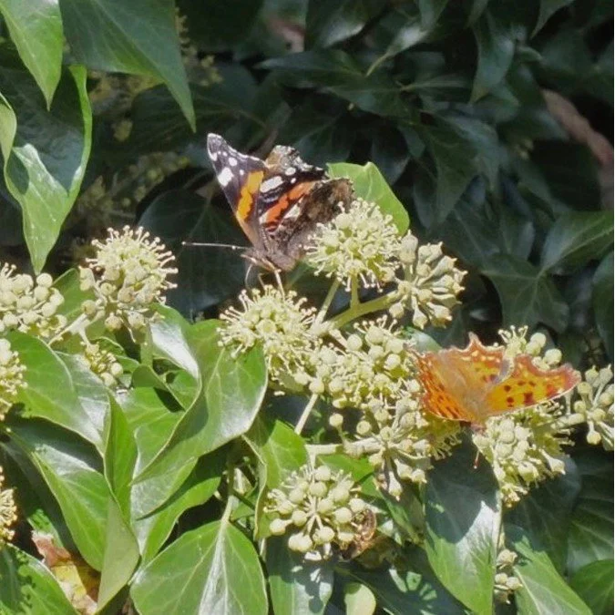 Ivy with butterflies square.jpg