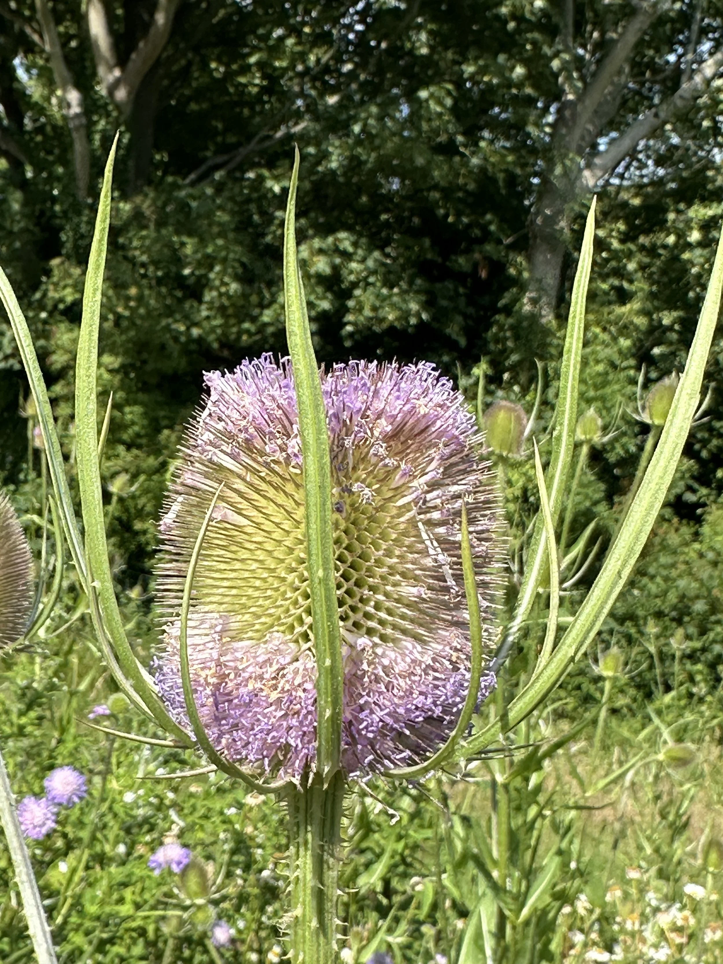 Teasel HS.jpeg