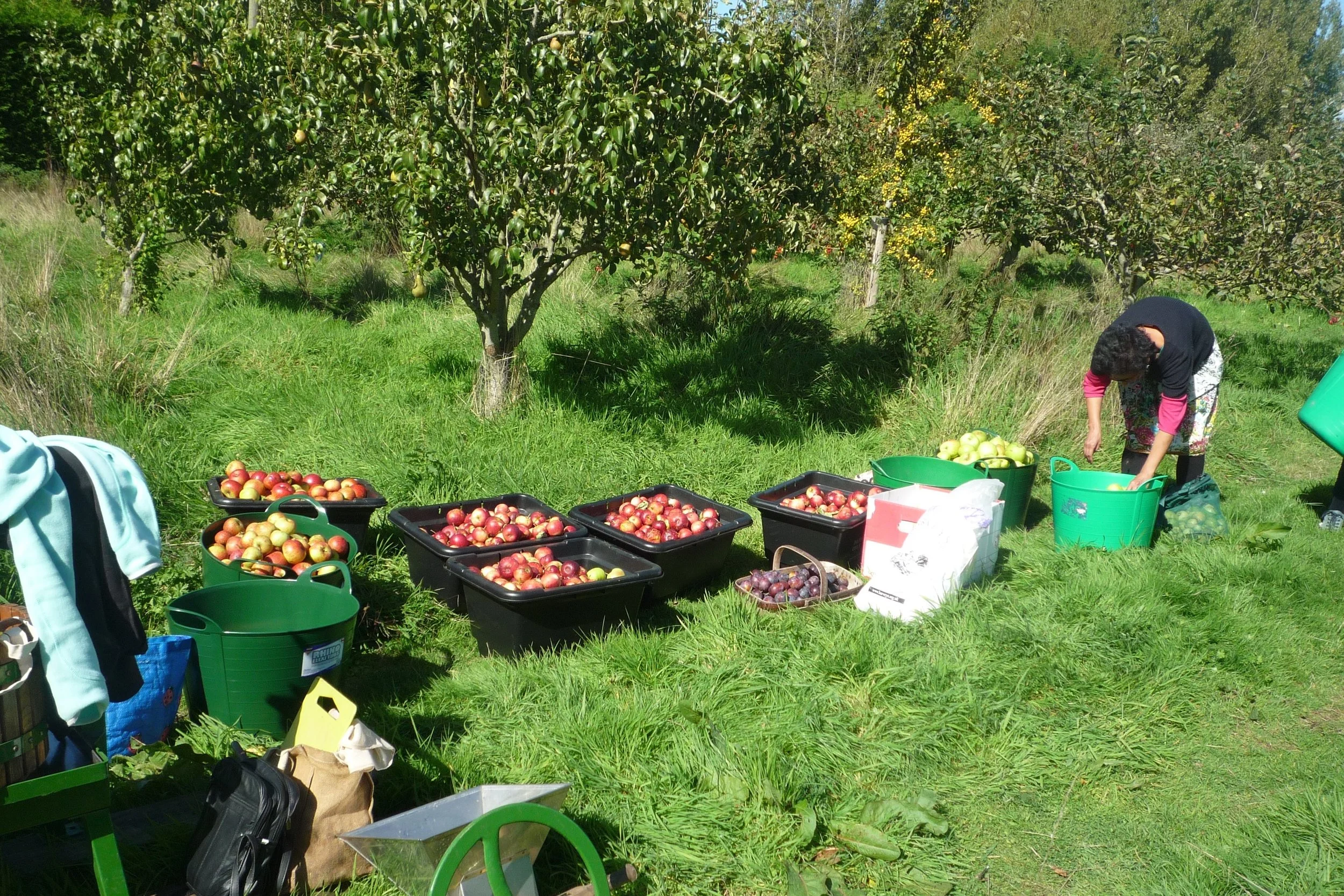 orchard-sept-2015.jpg