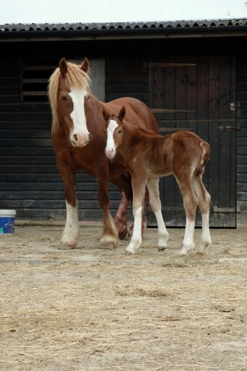 horses.jpg