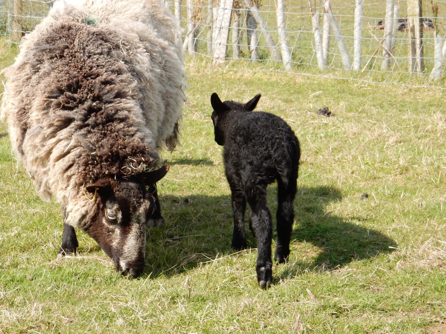 ewe-and-lamb-baulcombes.jpg