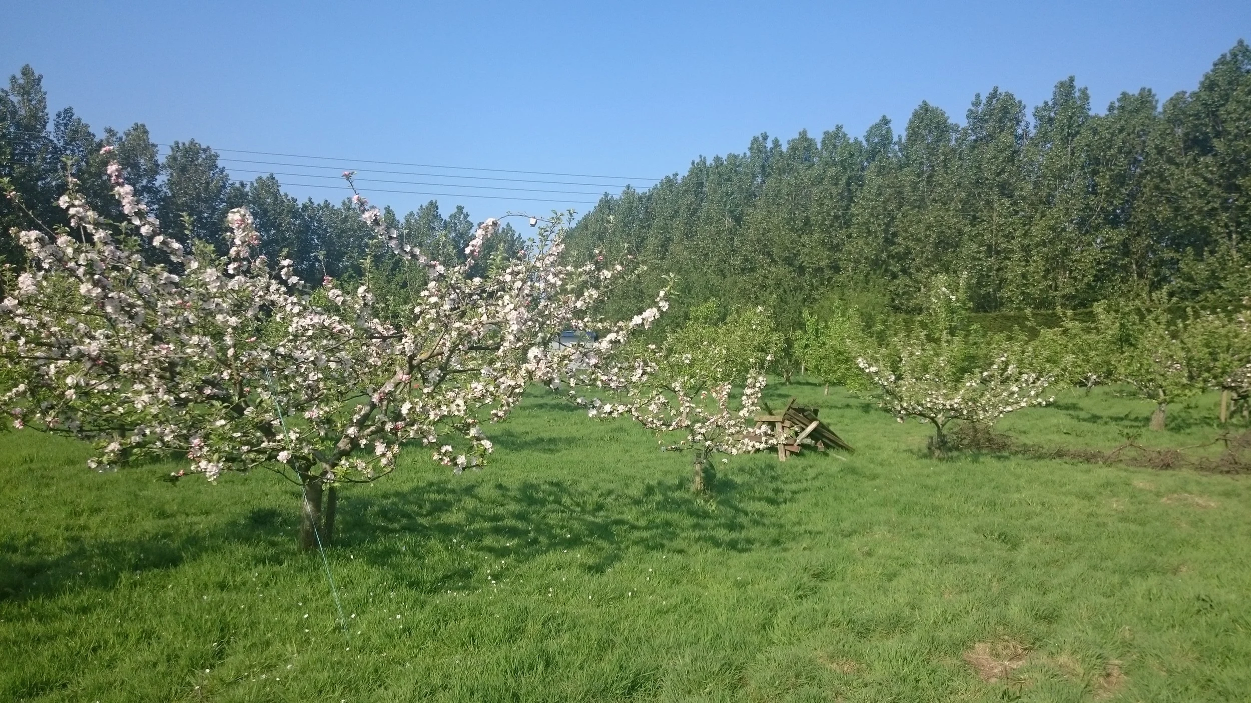 rca-may-2016-blossom.jpg