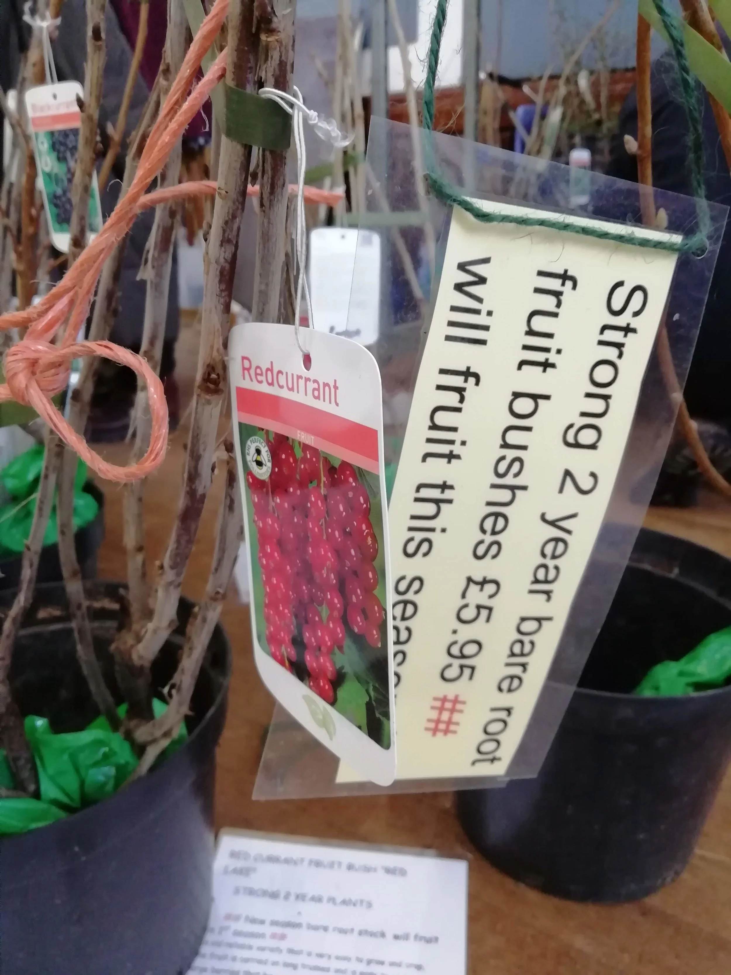 Plants for sale
