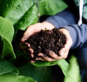 Expert Gardening Talks