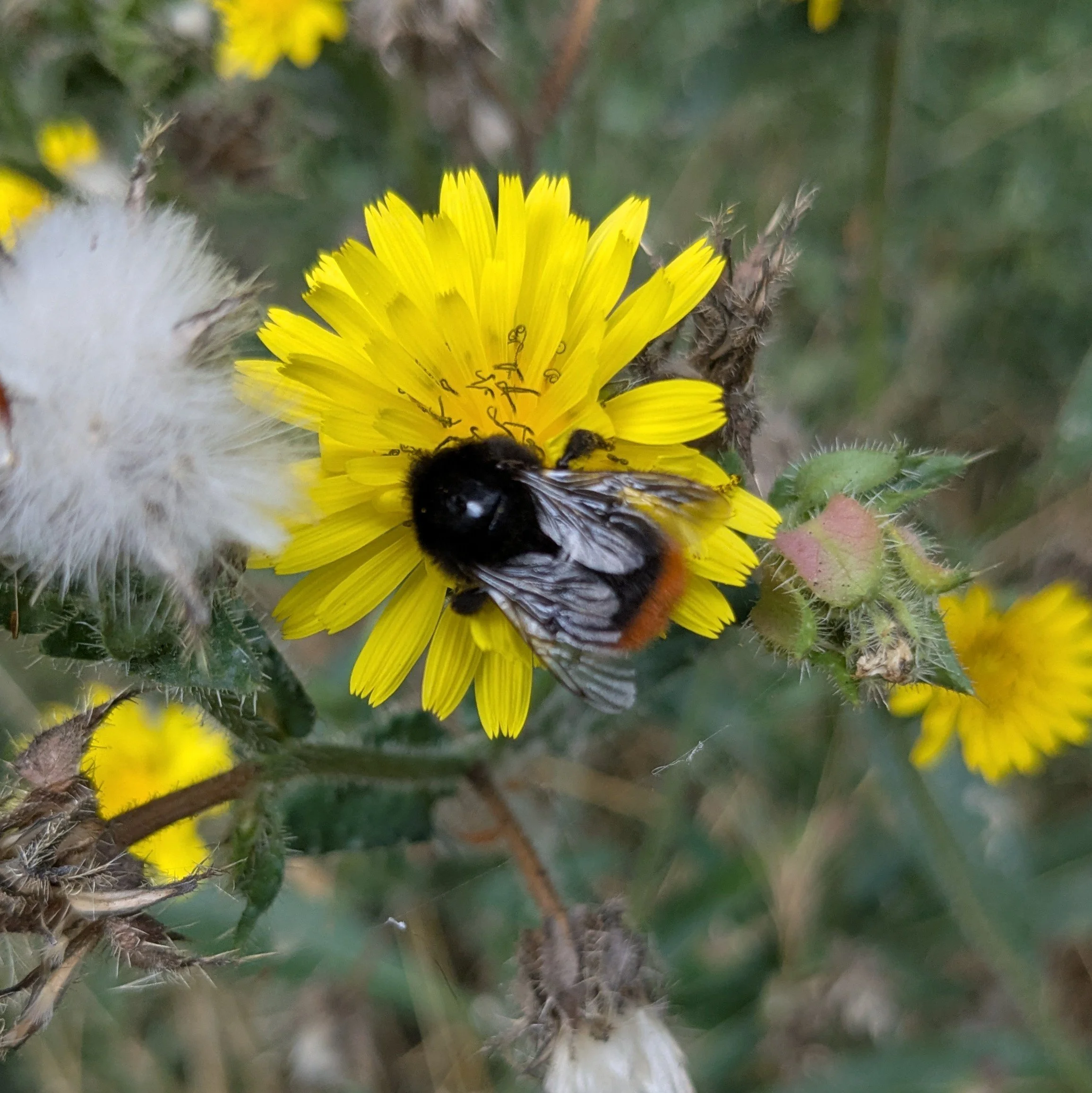 Red tailed bumble bee.jpg