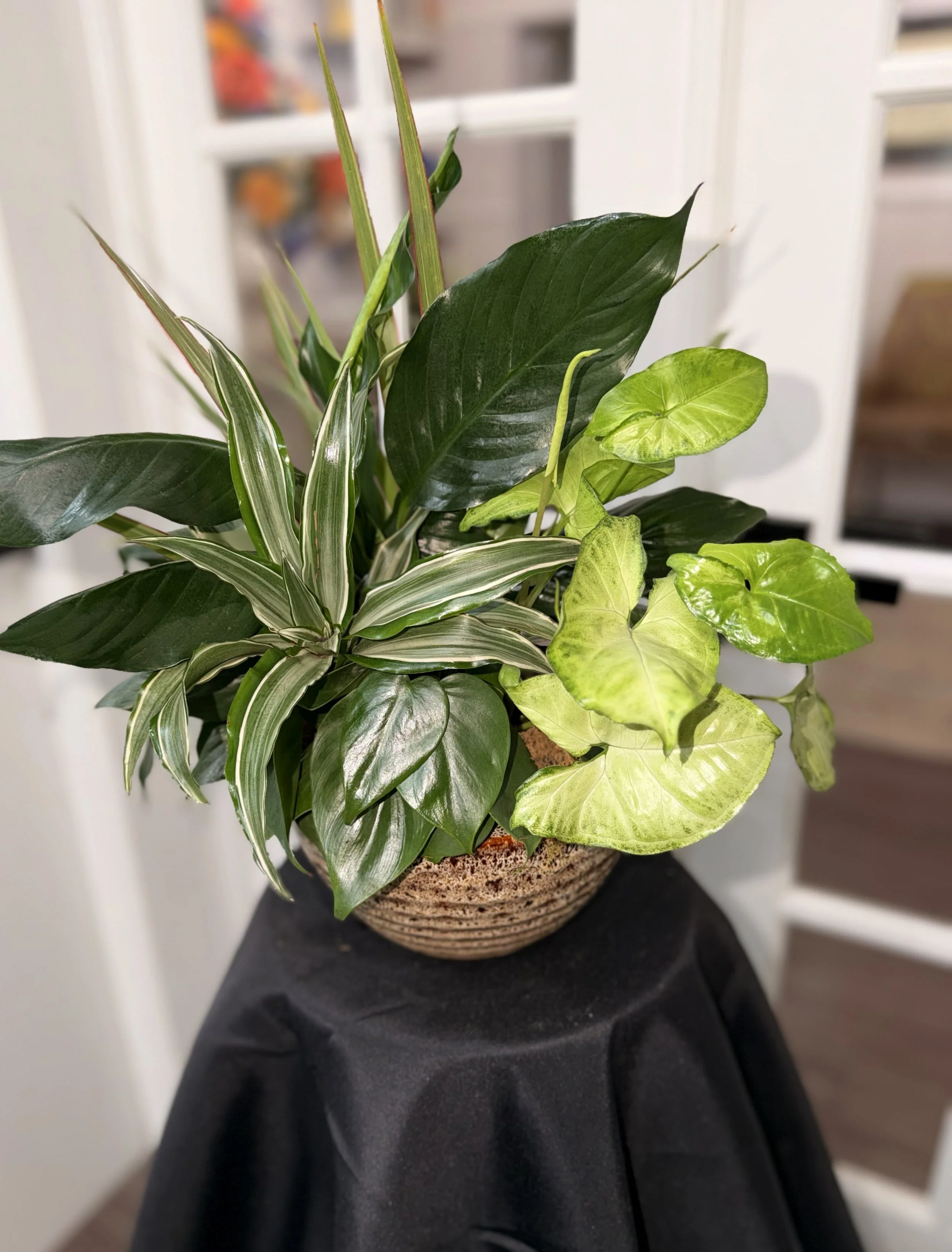 Plant Dish Garden