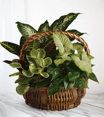 Plant Dish Garden