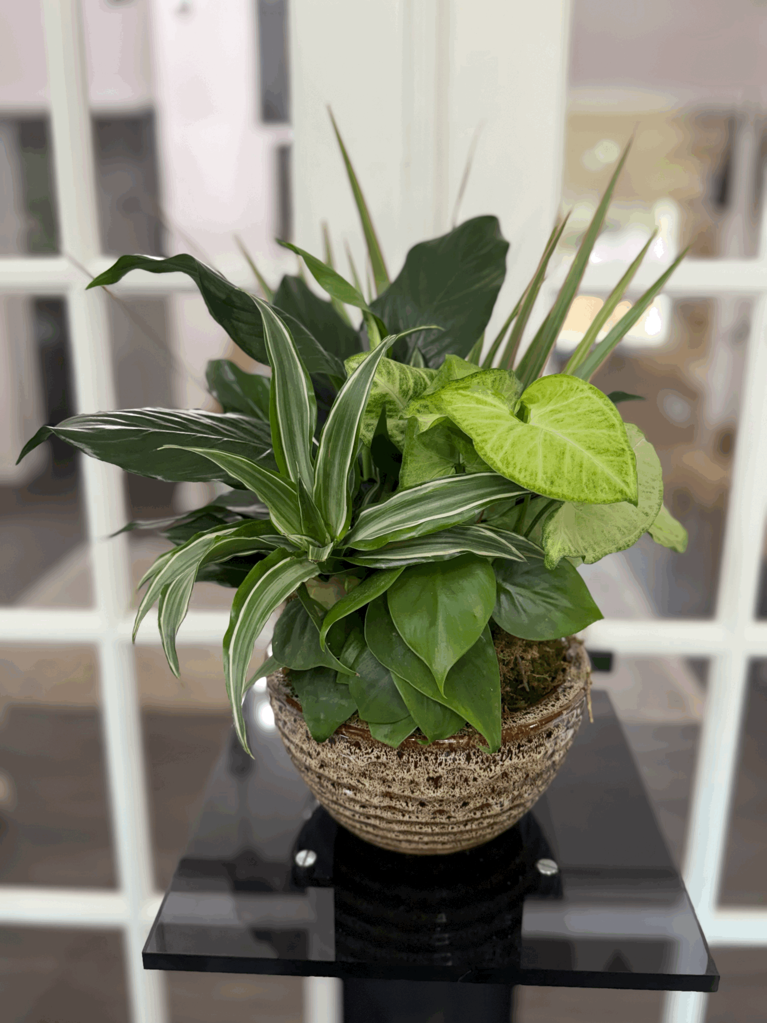 Plant Dish Garden