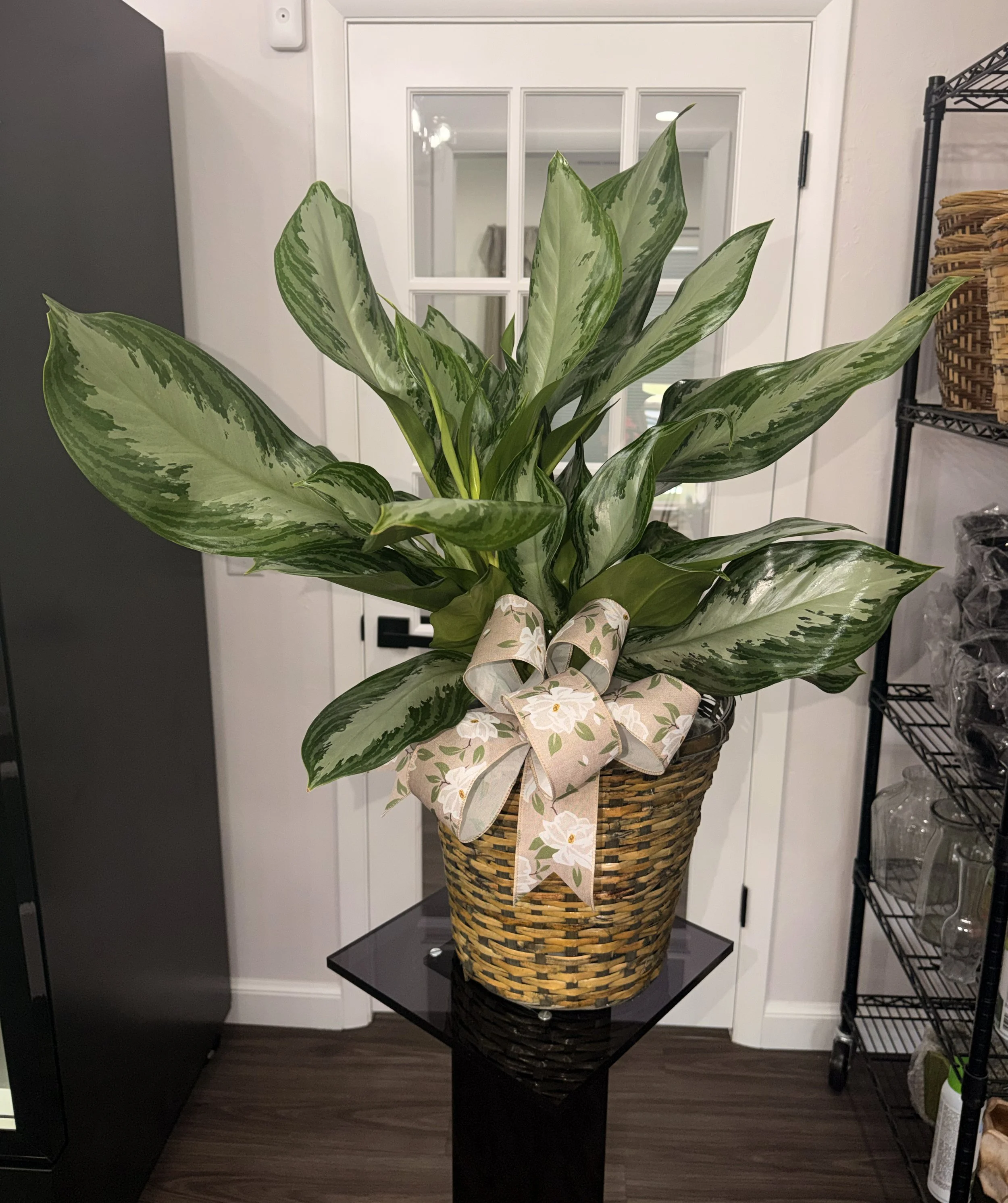 Plants