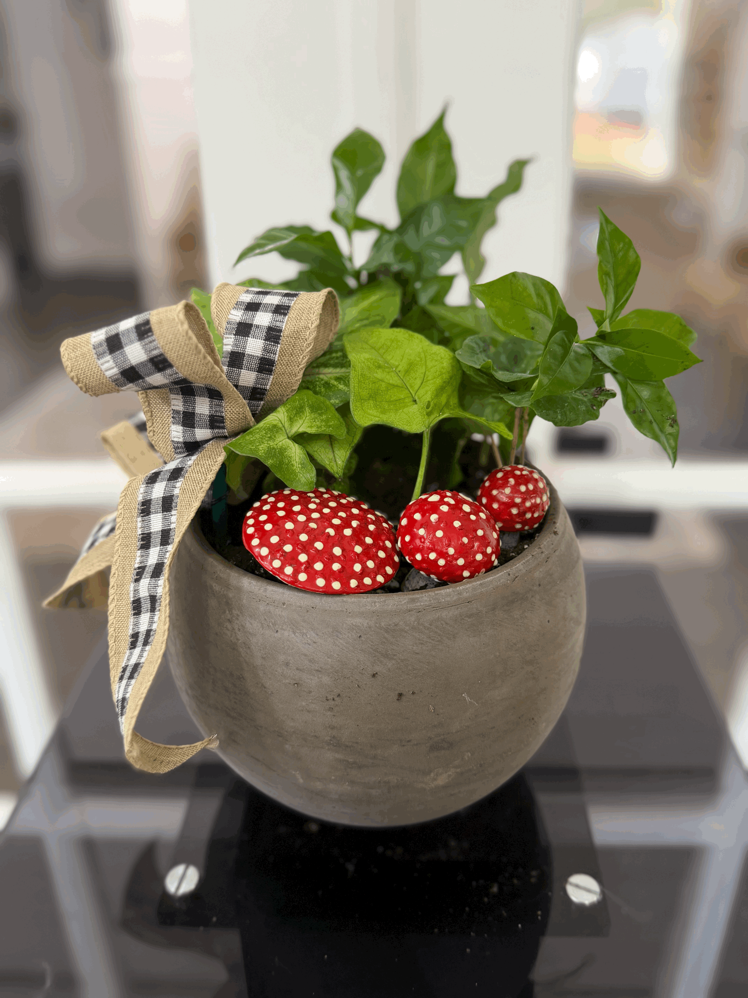 Plant Dish Garden