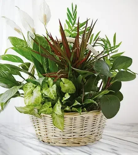 Plant Dish Garden