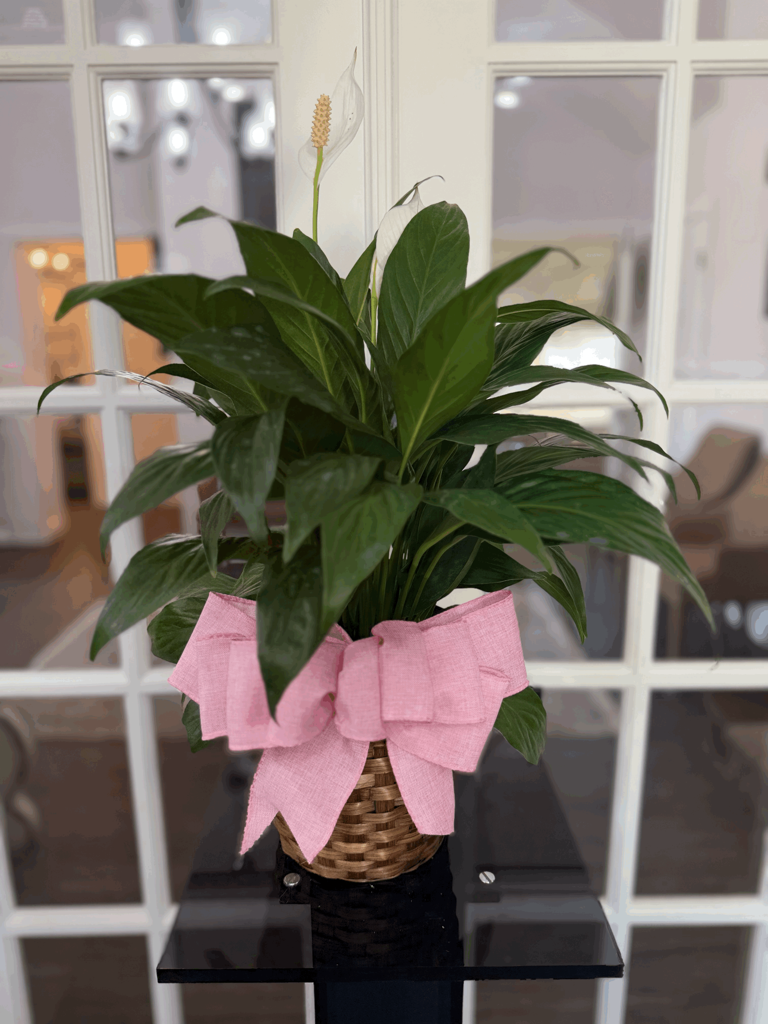 Plants