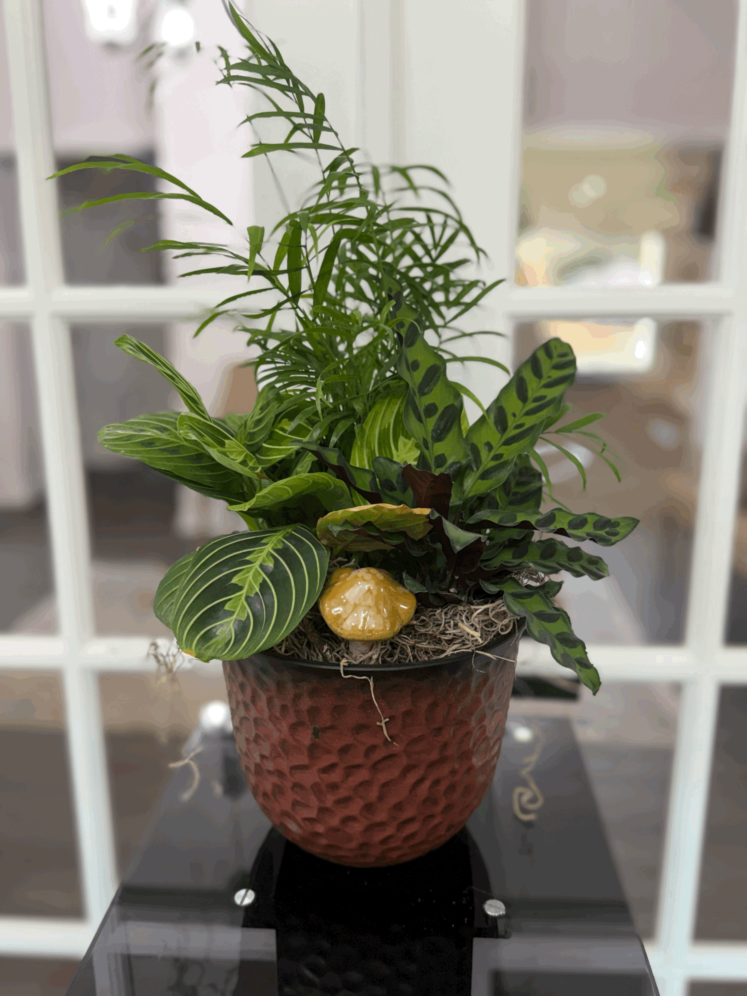 Plant Dish Garden