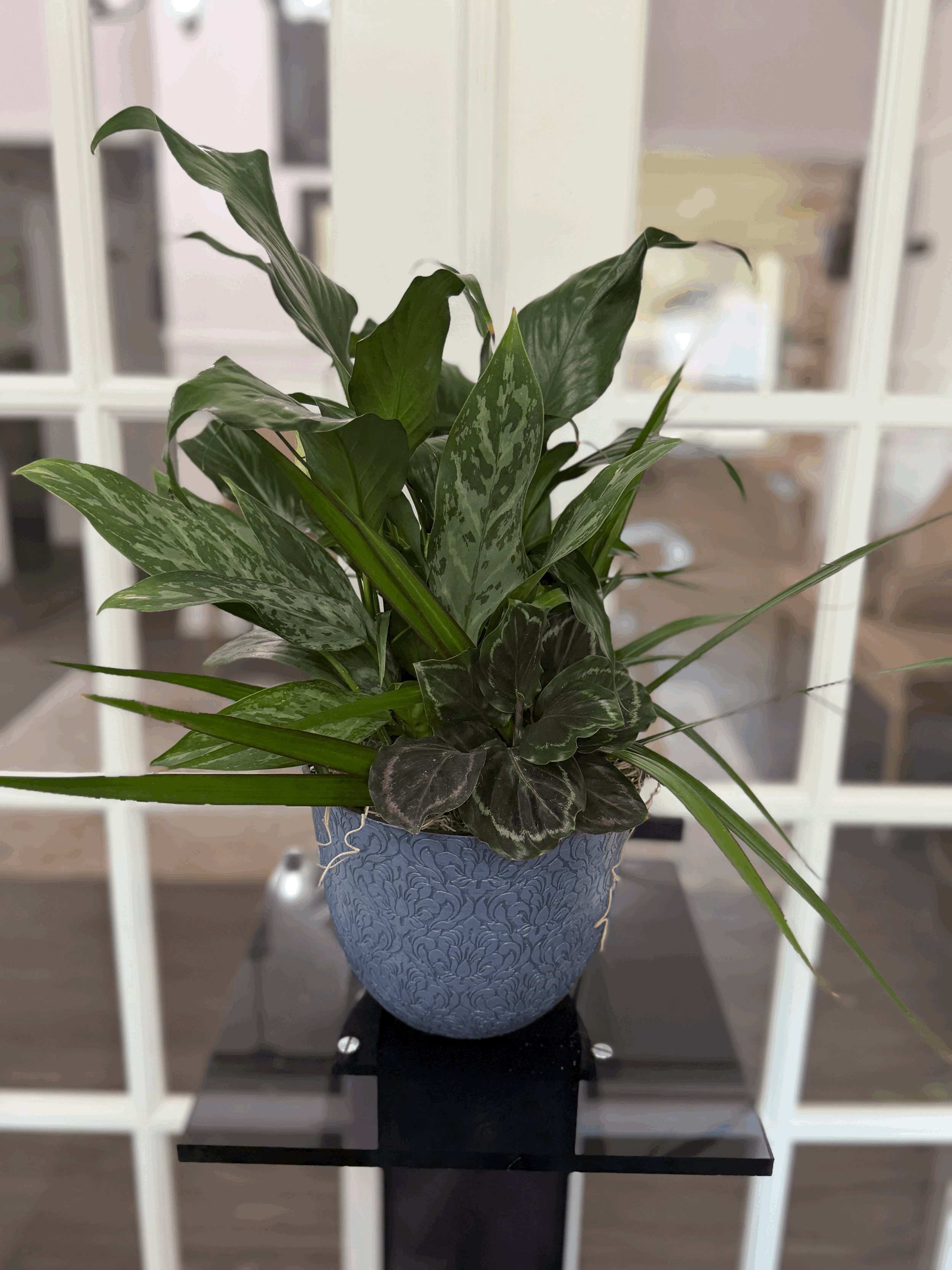 Plant Dish Garden