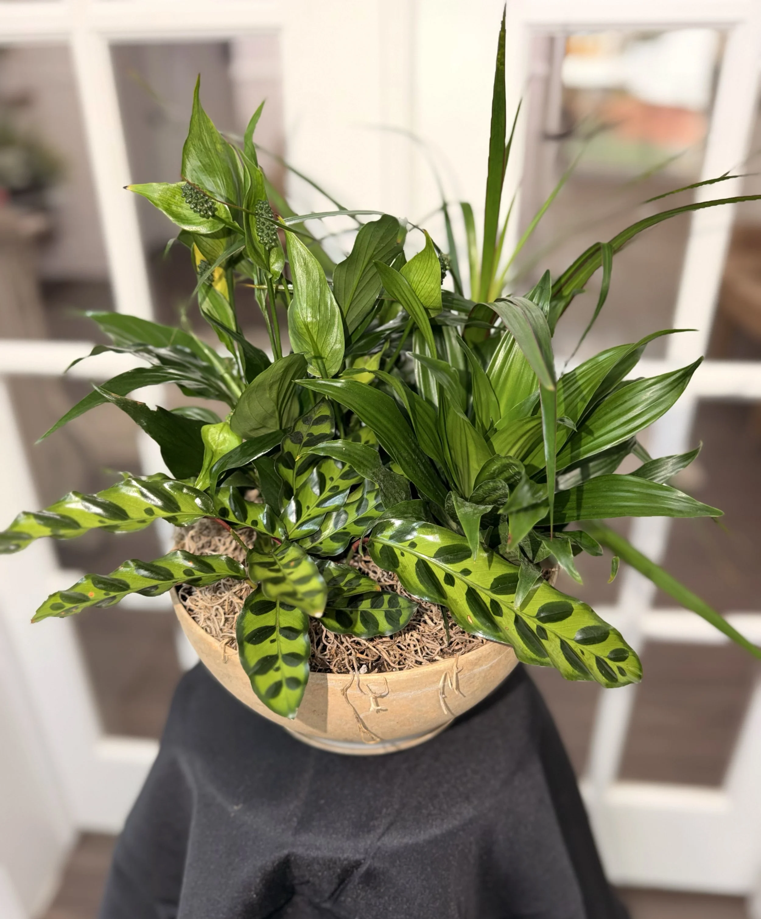 Plant Dish Garden