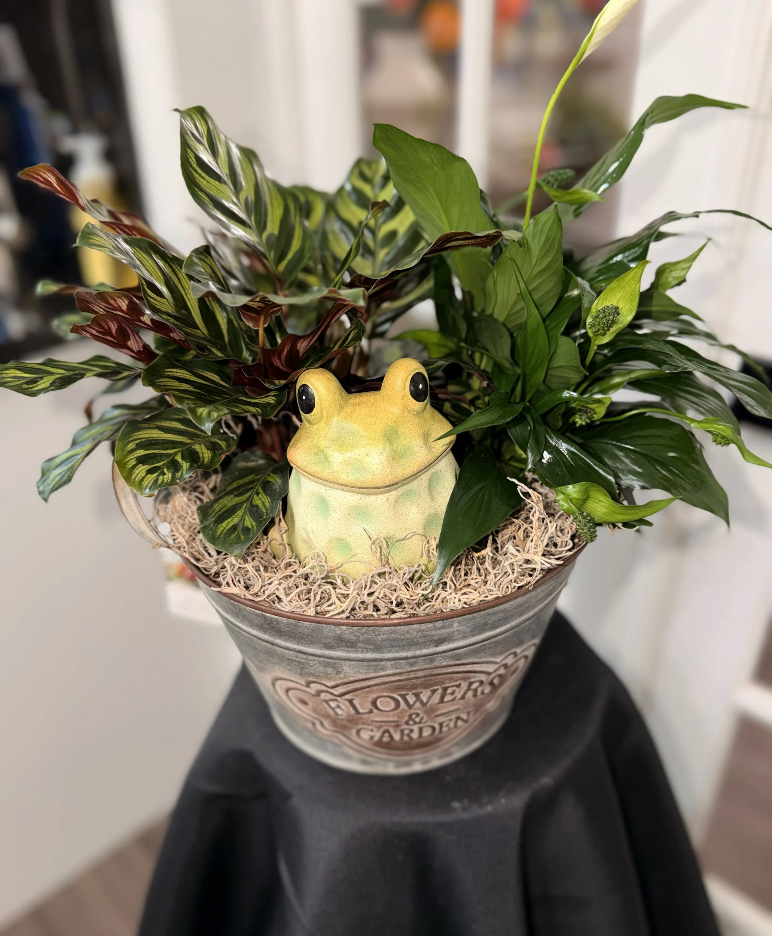 Plant Dish Garden