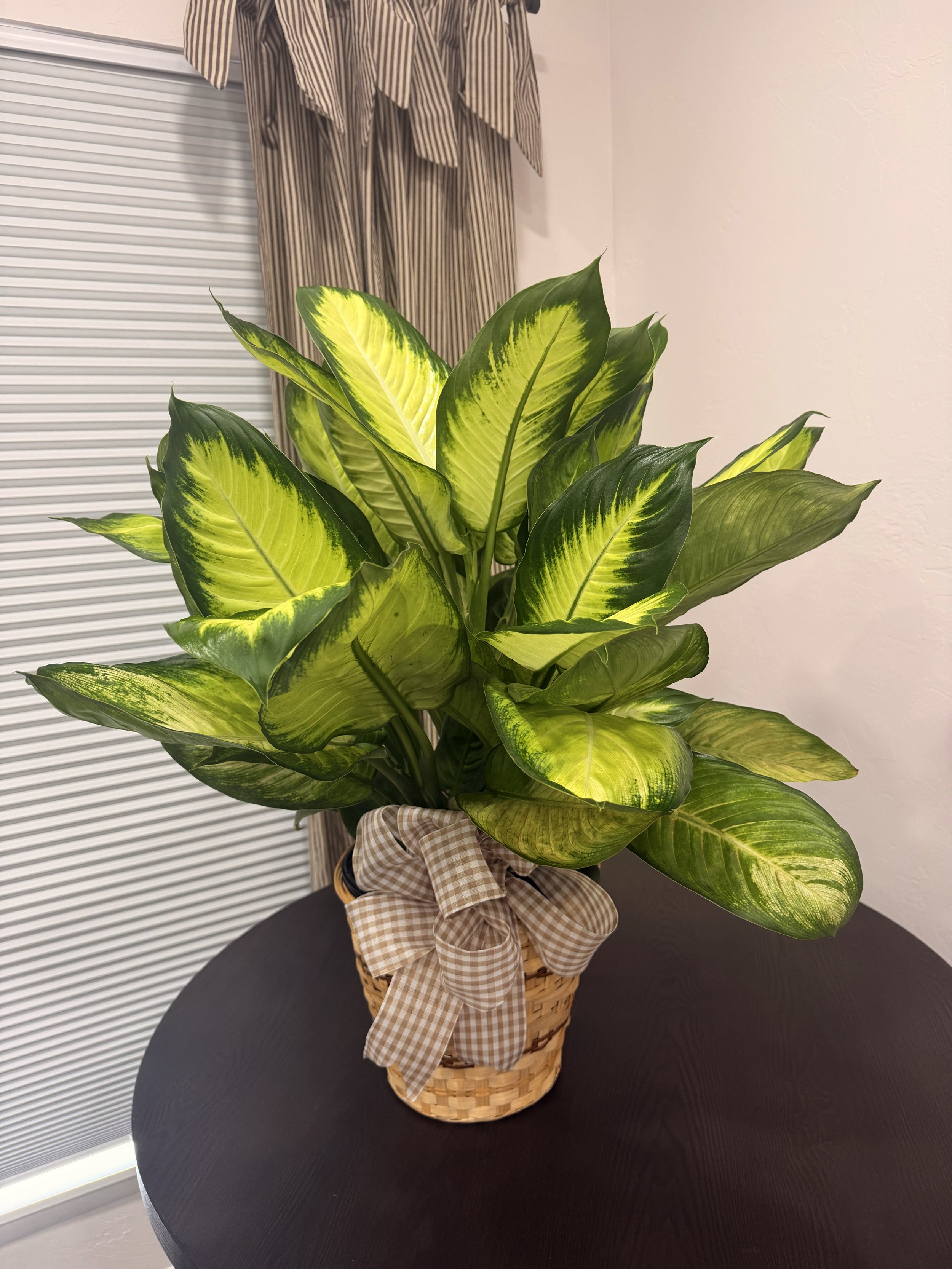 Plants