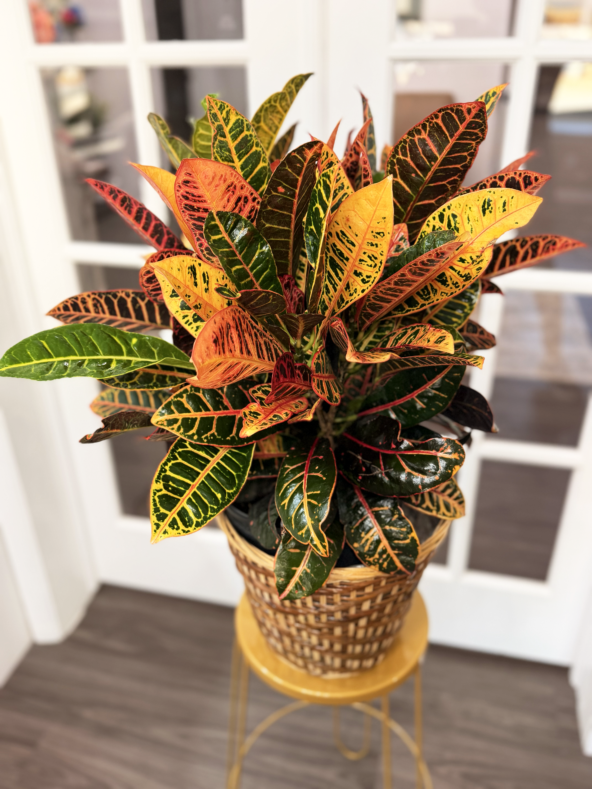 Plants