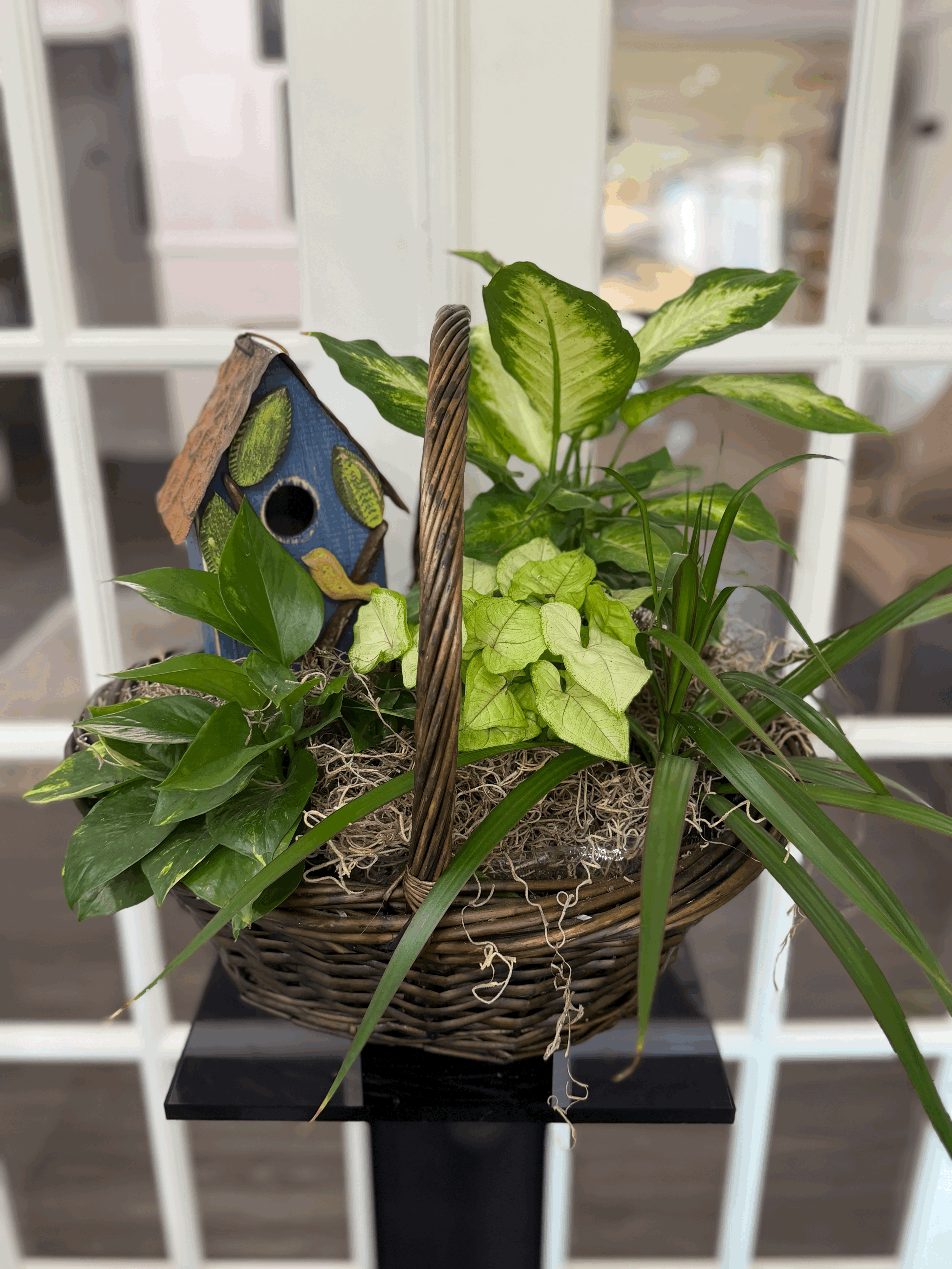 Plant Dish Garden