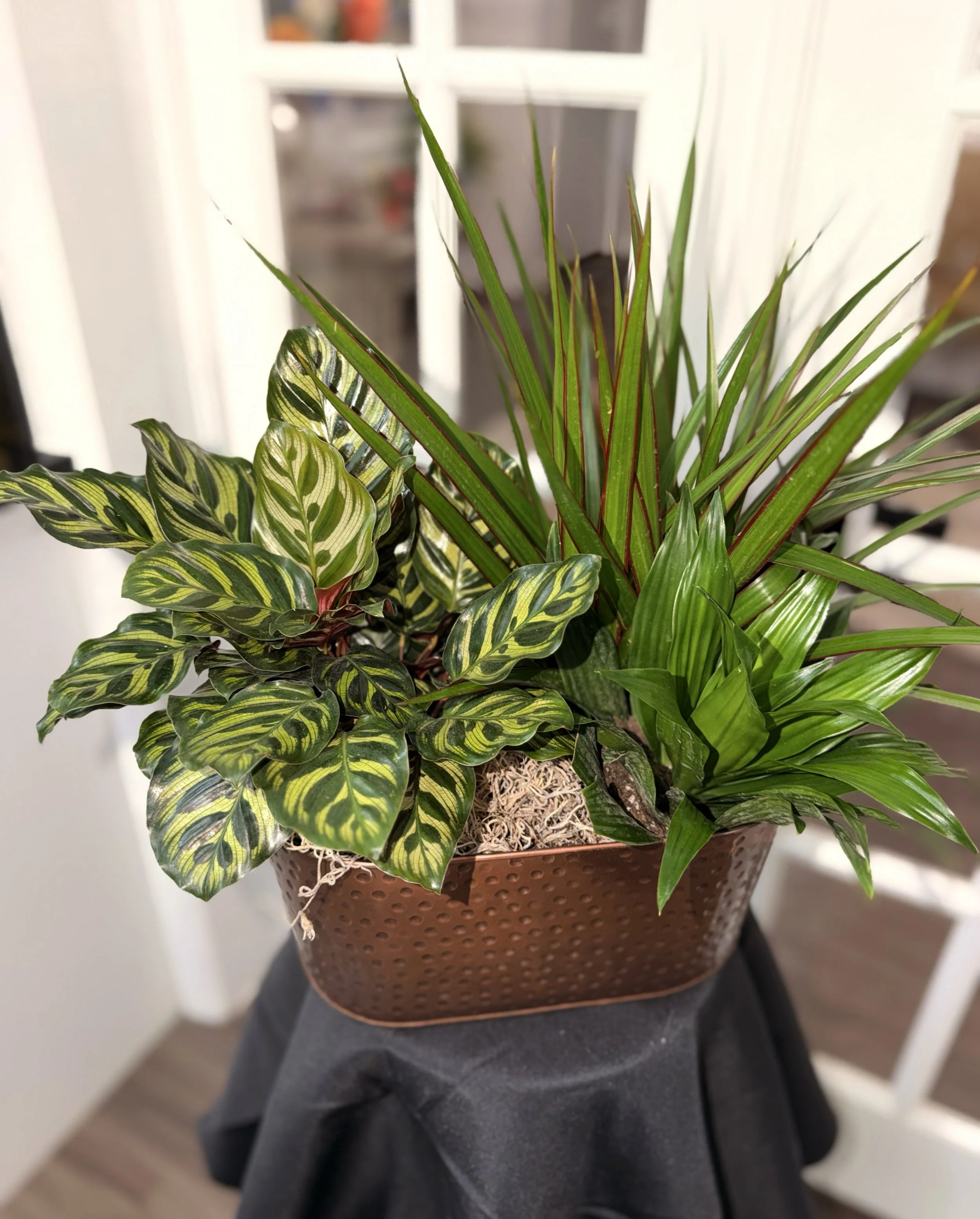 Plant Dish Garden