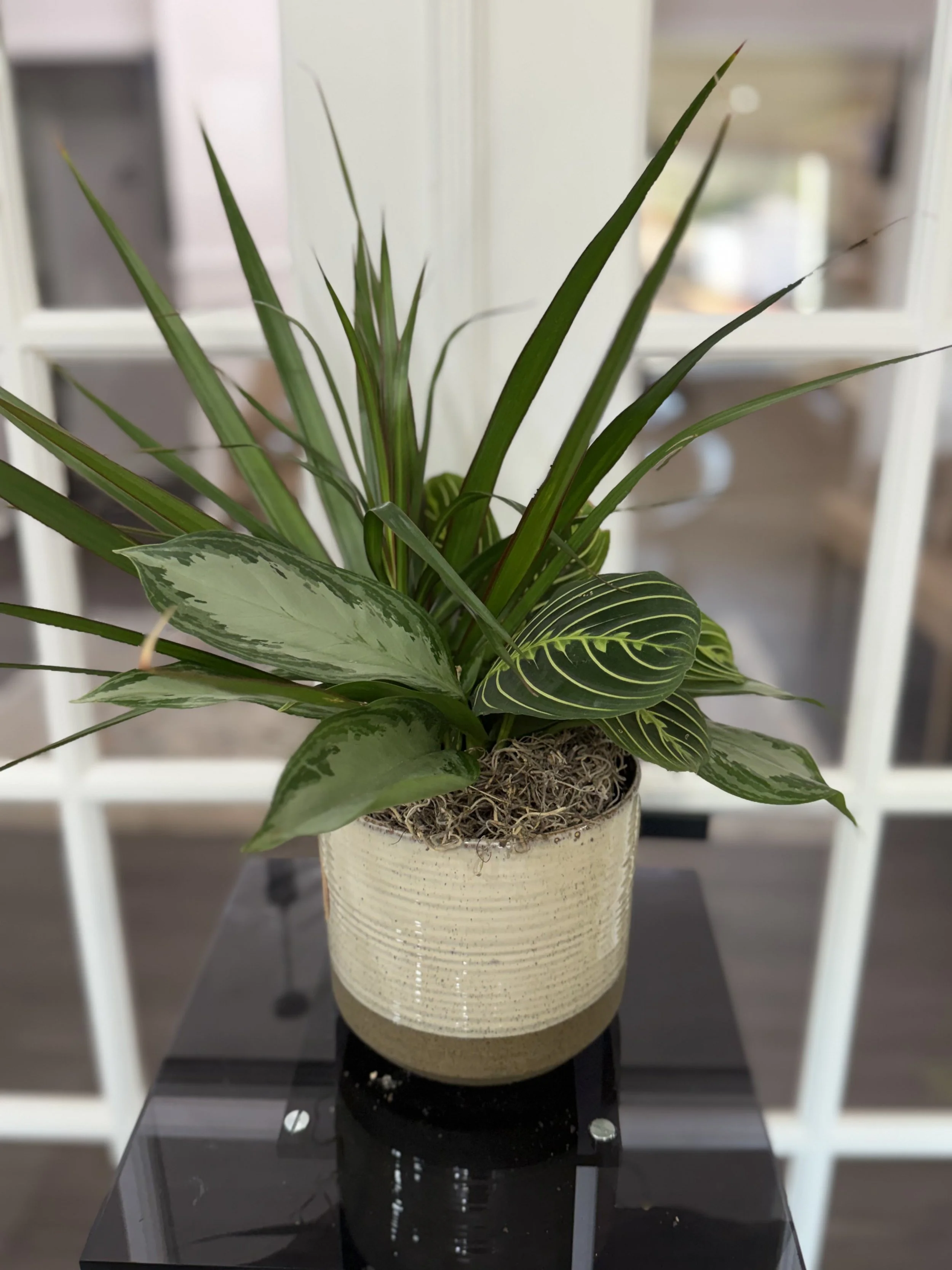 Dish_Garden_16_40.00.jpg