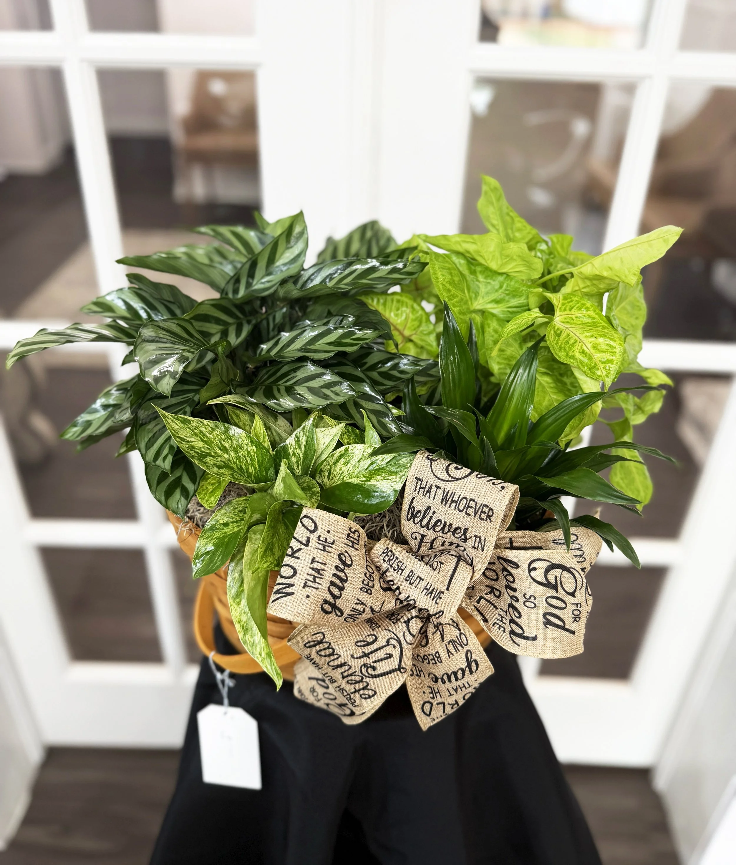 Plant Dish Garden