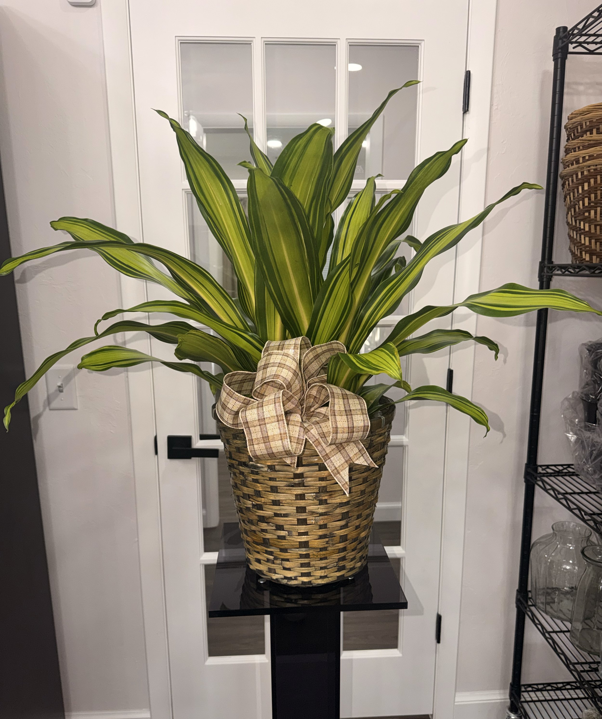 Plants