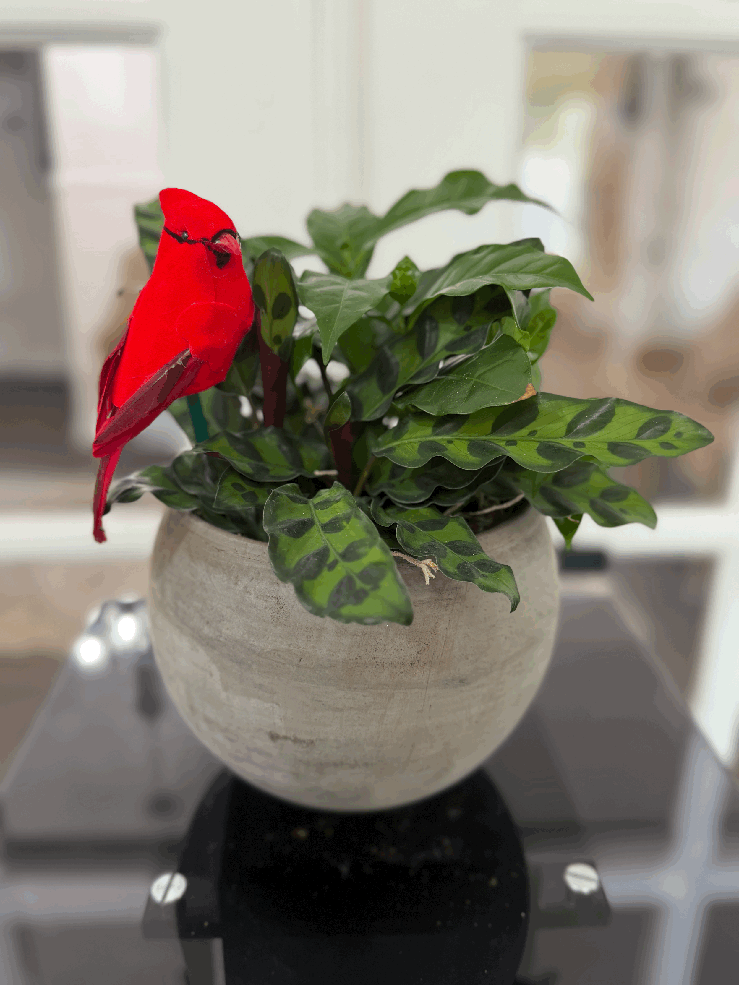 Plant Dish Garden