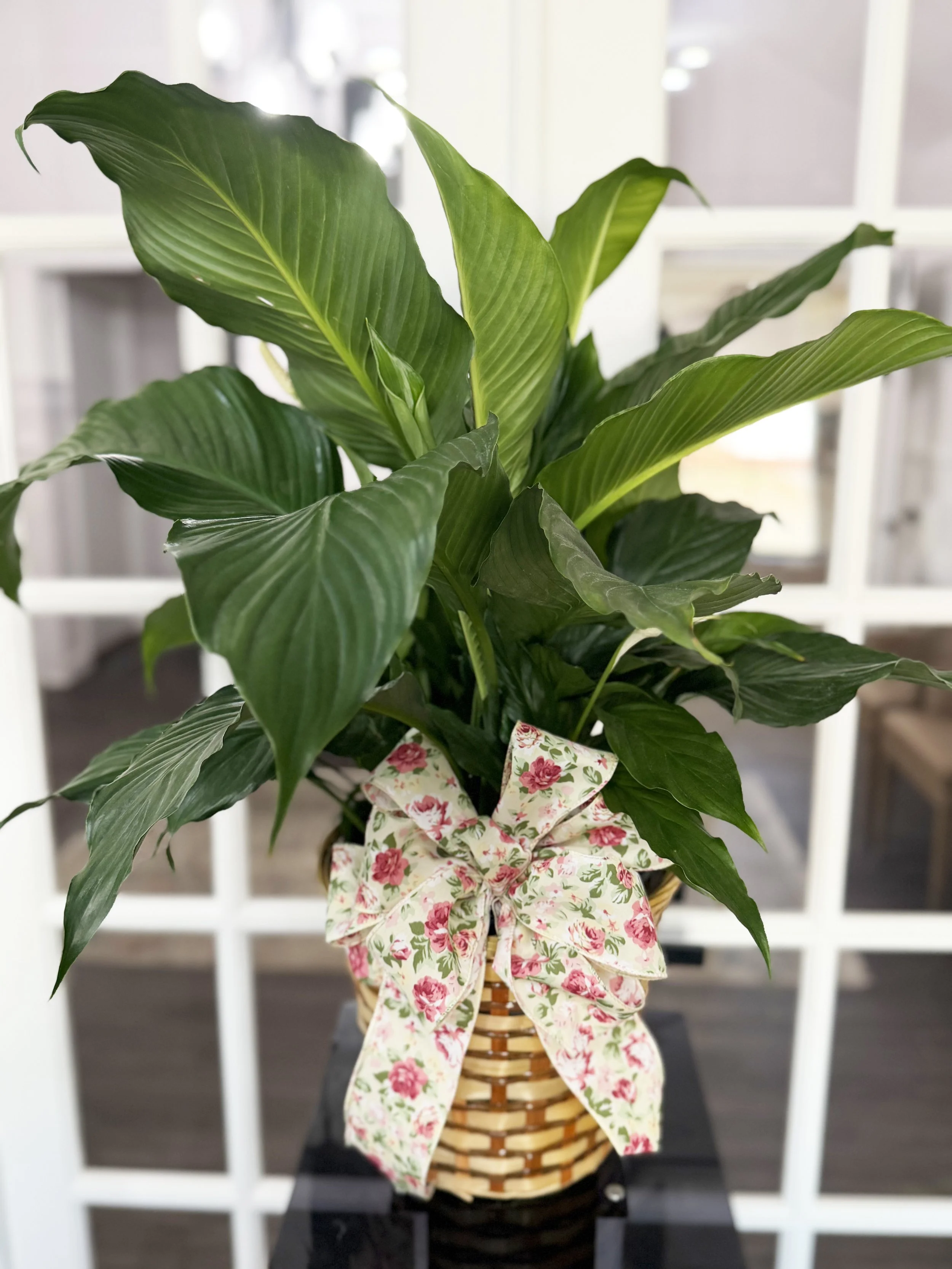 Plants