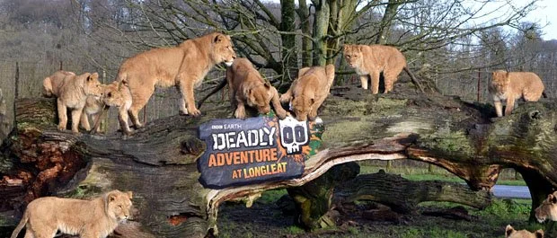 BBC WorldWide | Deadly 60 at Longleat | Senior Event Project Manager