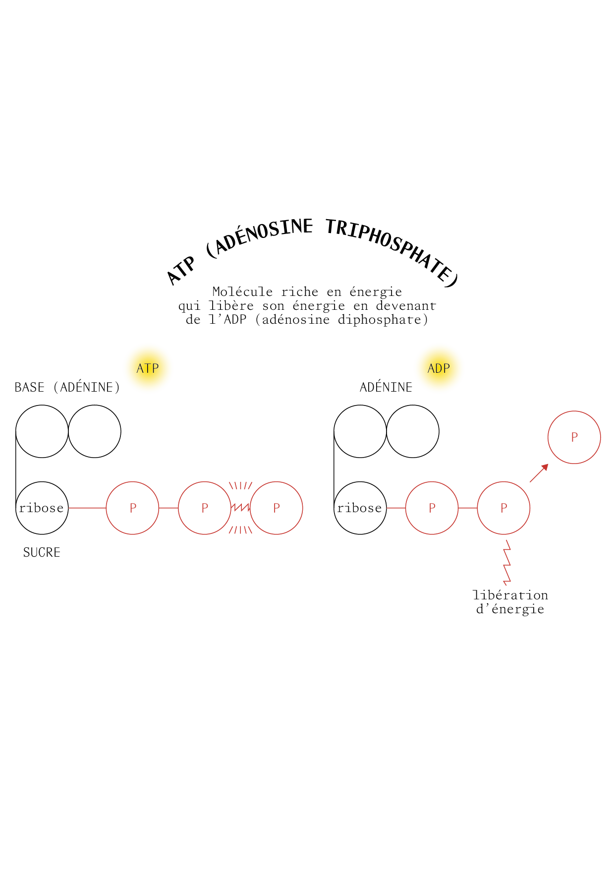 TAO_ILLUSTRATIONS_P21_2.png