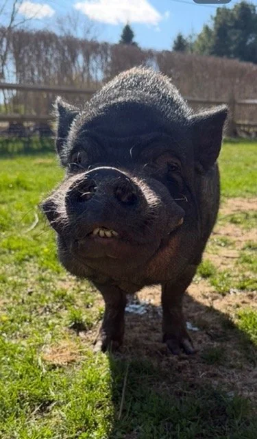 A black pig with a scruffy gray patch on its head standing outdoors on grass with a wooden fence and trees in the background, looking directly at the camera.