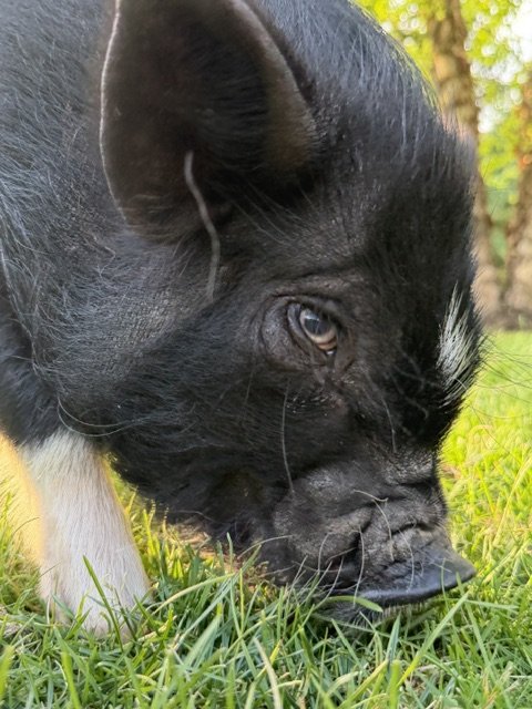 Close-up of a black and white puppy with one ear forward and nose close to grass, outdoors.