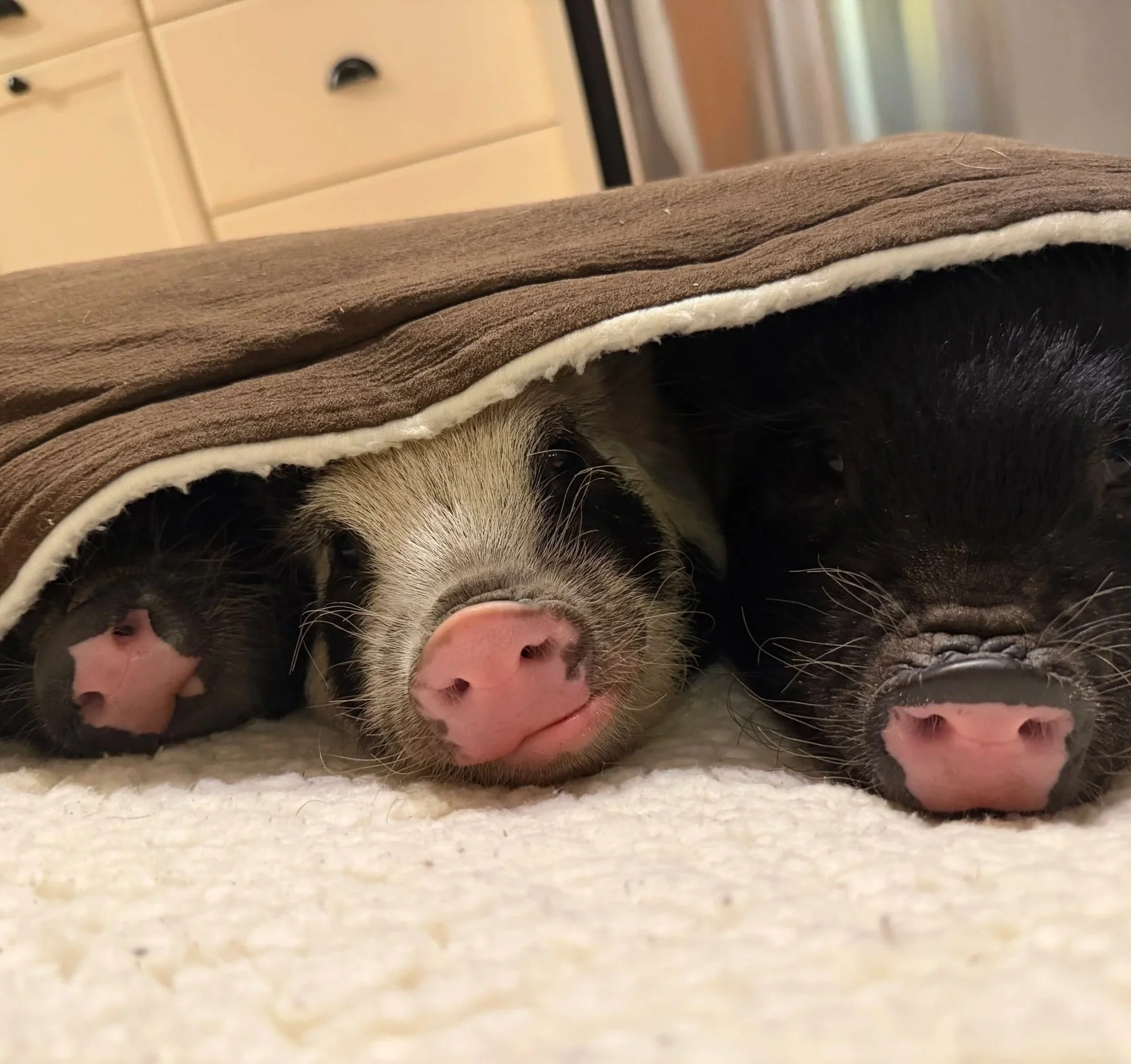 Close-up of two piglets resting on a flat surface, with their heads partly under a soft, layered blanket or towel. One piglet has a black and white face, and the other black piglet faces away from the camera.