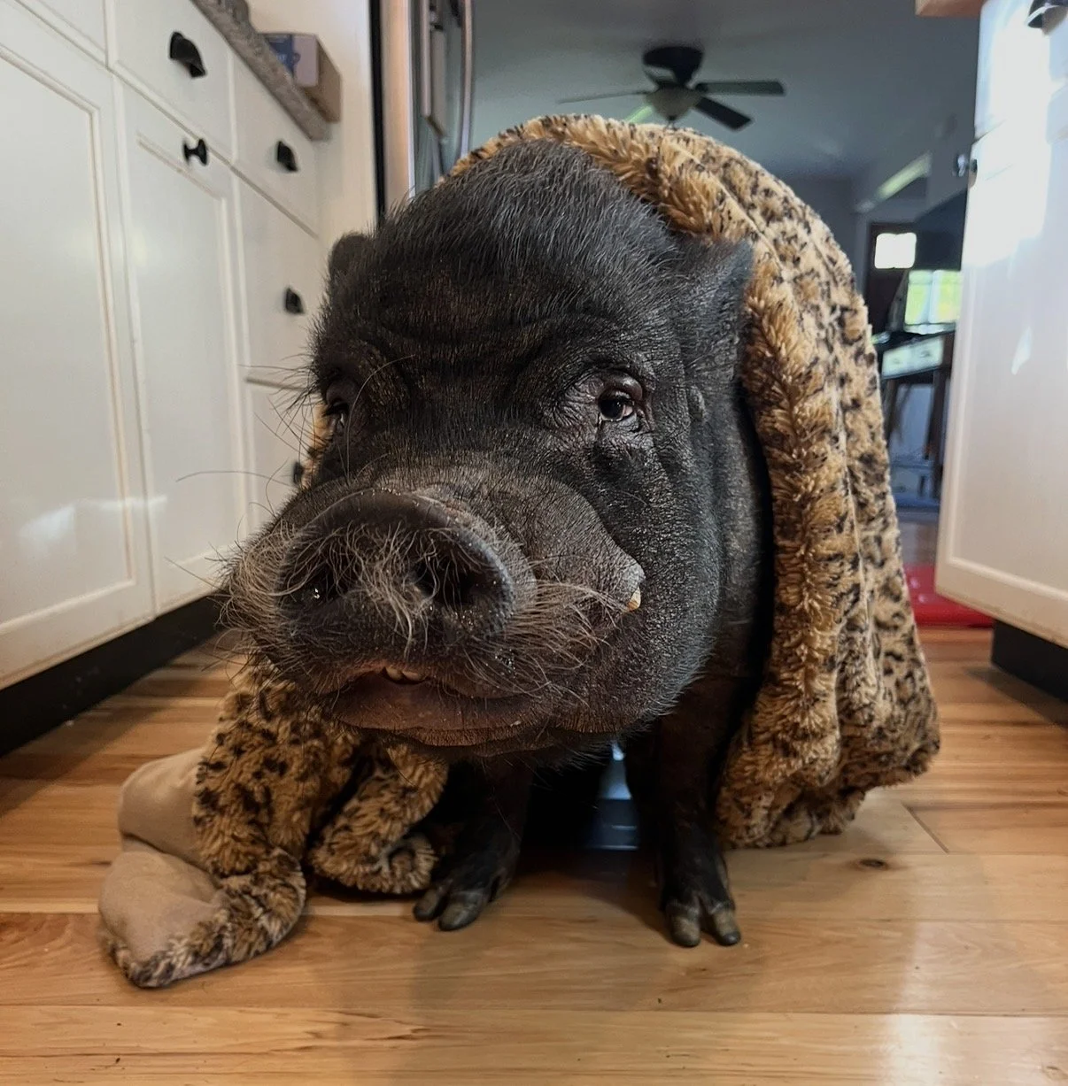 A pig wearing a leopard print blanket draped over its back and head, standing on a wooden floor in a kitchen.