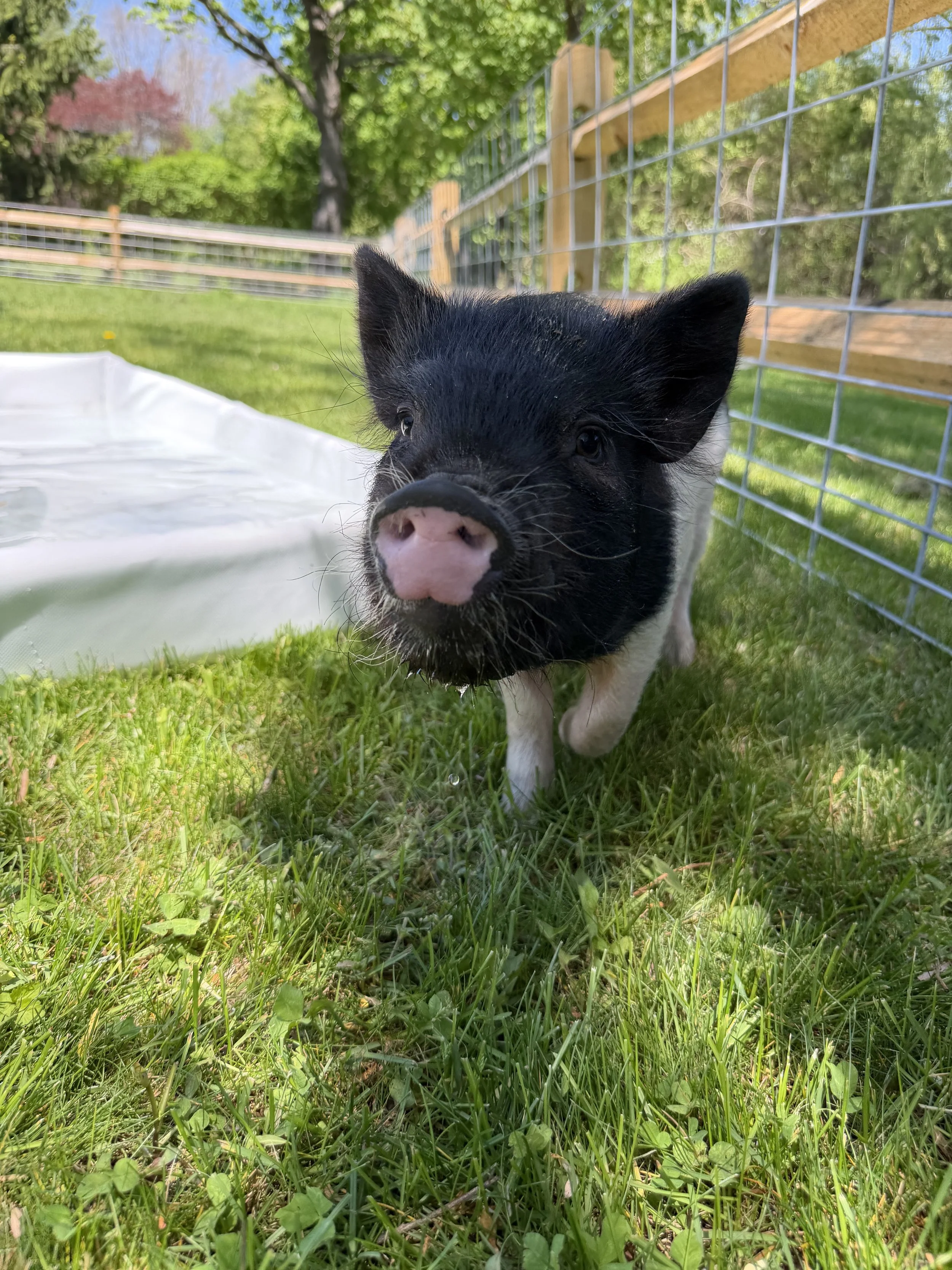 Close-up of a piglet with black and white fur, pink nose, and ears, standing on green grass in a fenced outdoor area with trees and blue sky in the background.