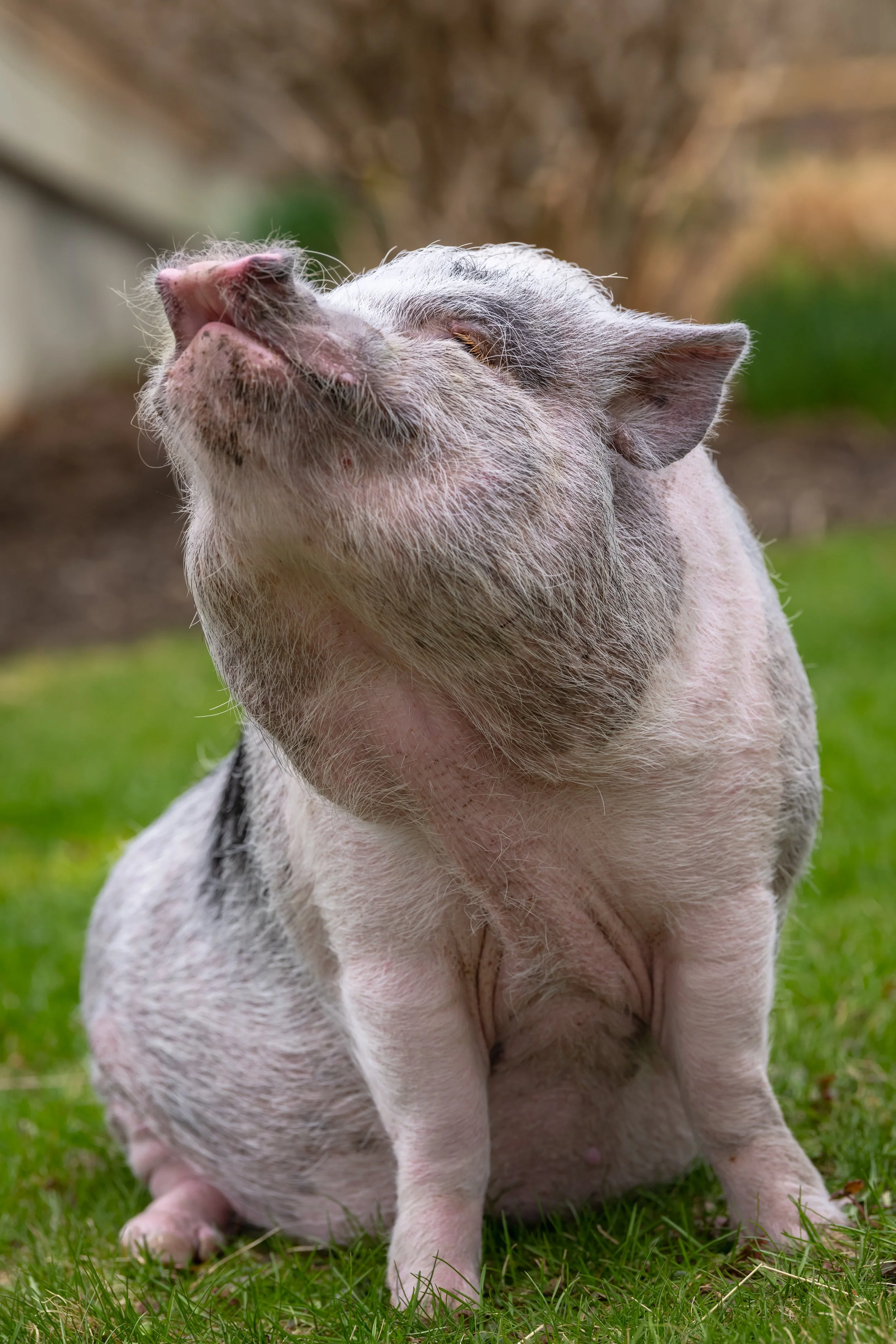 A close-up of a pig sitting on green grass, with its head tilted upward and eyes closed.