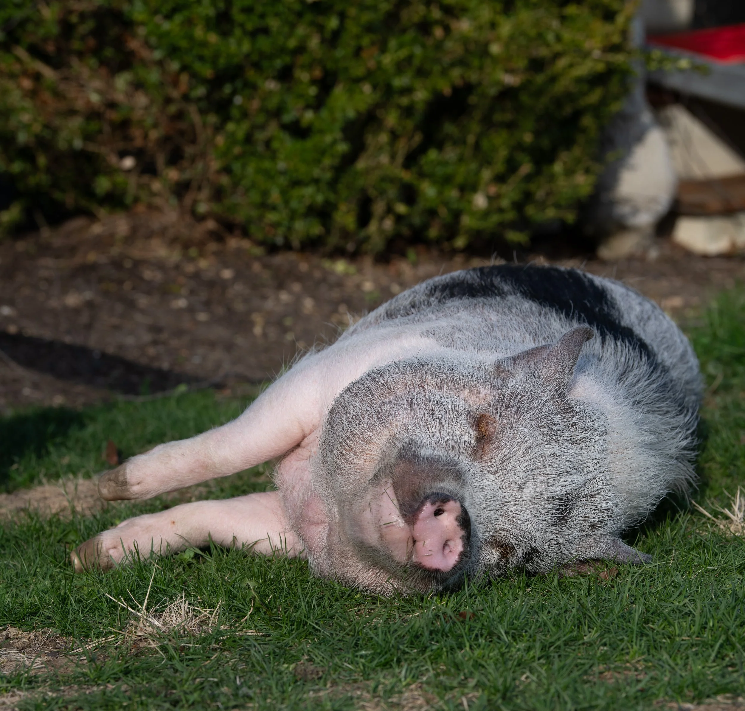 A pig lying on the grass, with a person's hand petting its back. There is greenery in the background and part of a building visible.