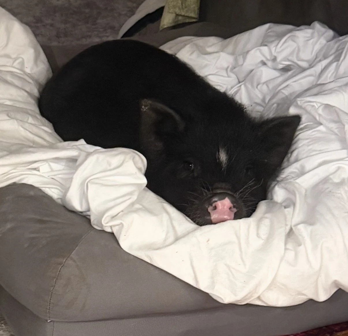 A black puppy with a pink nose and white markings lying on a crumpled white bedsheet on a grey couch.