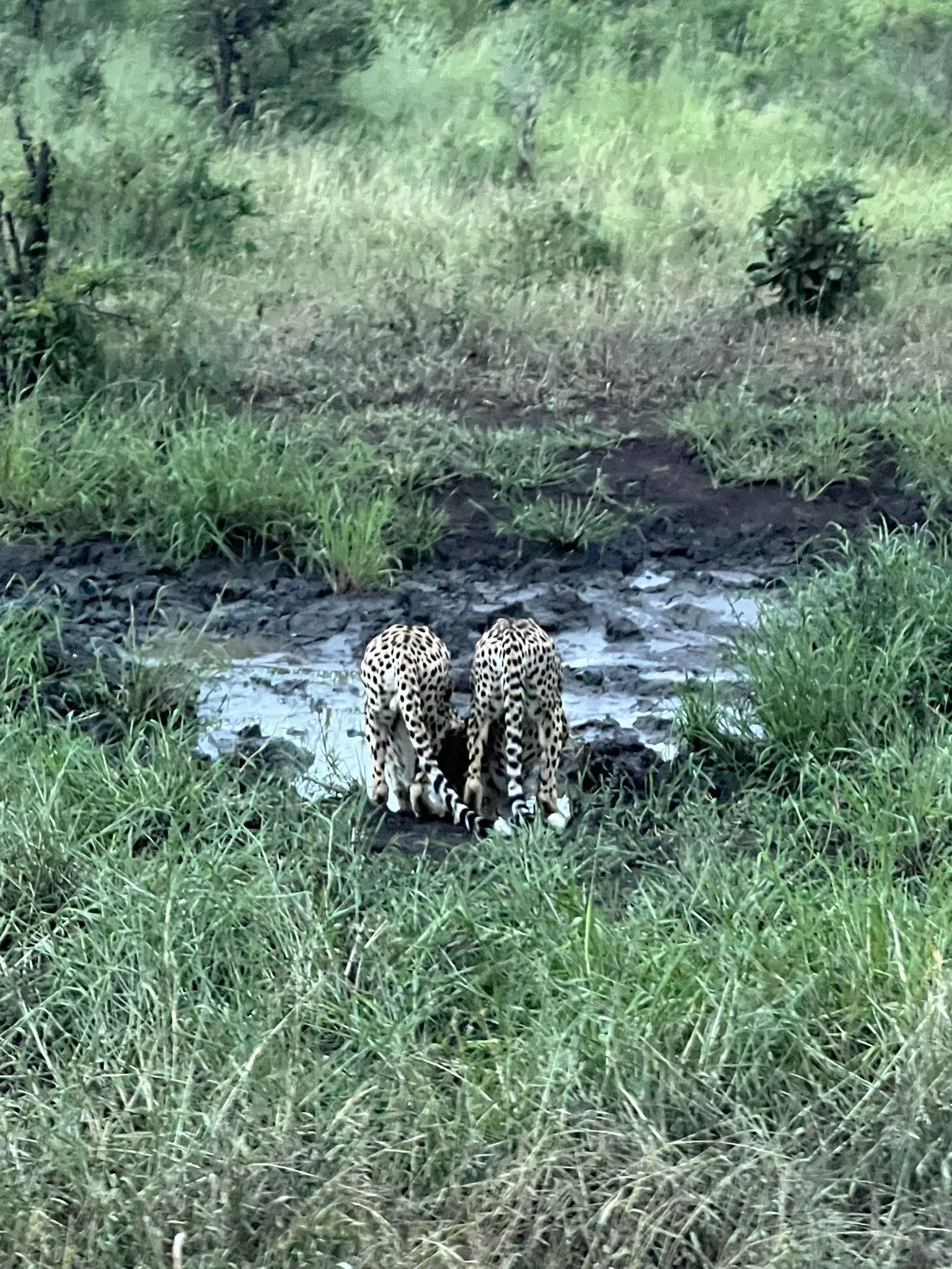 cheetahs